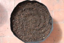 Potting Mix in a Smart Pot