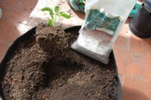 Inoculate the Jalapeno Plant with Endomycorrhizae