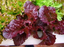 Leaf Lettuce Varieties—‘Red Salad Bowl’ Growing in a Window Box