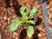 A Basil Seedling Struggles With Cold Weather