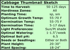 Growing Cabbage Thumbnail Sketch