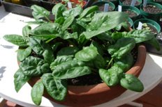 Spinach in a Terra-Cotta Pot, 3 Weeks Later