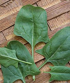 Growing Spinach—‘Indian Summer’