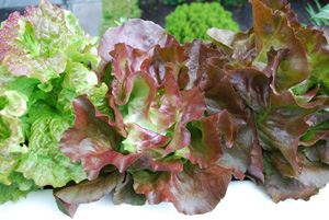 Lettuce Varieties—‘Skyphos’