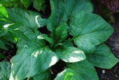 Growing Spinach—‘Teton’