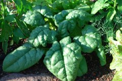 Growing Spinach—‘Tyee’