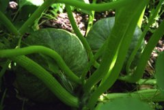 Growing Squash—‘Kabocha’