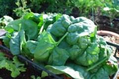 Harvesting Spinach—‘Regiment’