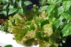 Lettuce Varieties—‘Drunken Woman Frizzy Headed’