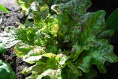 Lettuce Varieties—‘Flashy Butter Oak’