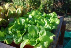  Lettuce Varieties—‘Tom Thumb’