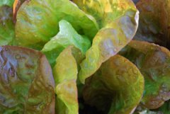 Growing Lettuce—‘Continuity’, a.k.a ‘Merveille des Quatre Saisons’