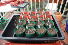 Seed Starting-Scatter 10-15 Seeds on Each Pot