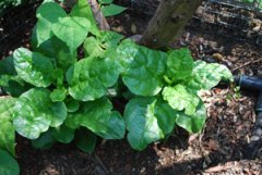 Malabar Spinach