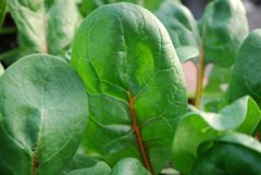 Baby Spinach ‘Red Cardinal’