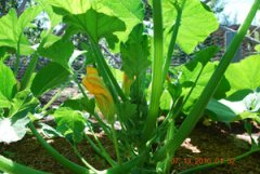 Growing Squash—‘Sunburst’ Patty Pan