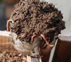 Fresh Worm Castings with Red Compost Worms