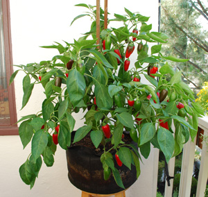 Growing Peppers in Containers, ‘Early Jalapeno’