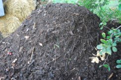 Compost Pile Curing