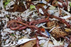 Worm Composting