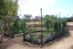 Stanford Community Farm Plot 2