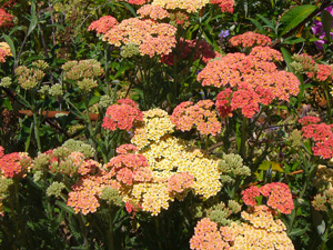 Achillea Millefolium