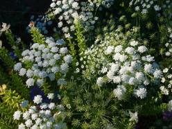 'Ammi major' (Bishop’s Lace)—a non-invasive relative of Queen Anne’s Lace