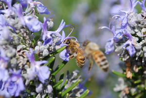 Honeybees Converging on Rosemary