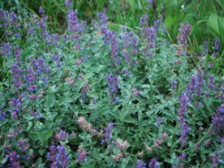 Catmint