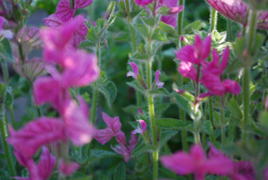 Salvia ‘Marble Arch’