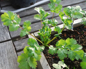 ‘Slow-Bolt Cilantro (Coriander)