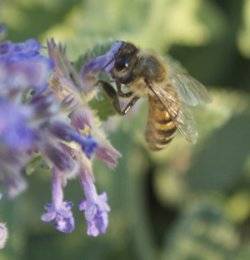 Honeybee Gathering Nectar from Catmint Flowers