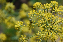 Spotted Cucumber Beetle 1