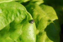 Striped Cucumber Beetle 1