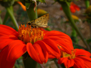 Butterfly on Mexican Sunflower (Tithonia)