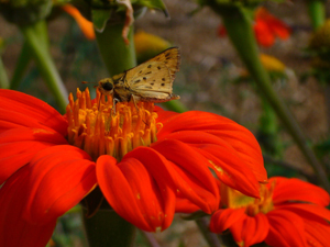 Butterfly on Mexican Sunflower (Tithonia)