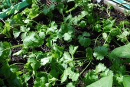Growing Cilantro 'Slow Bolt' in a Salad Table 2