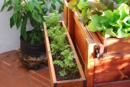 Growing Carrots in a Window Box