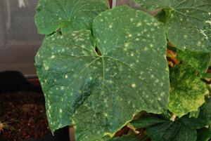 Cucumber Diseases—<em>Pseudomonas syringae</em>