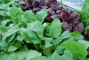 Growing Beets