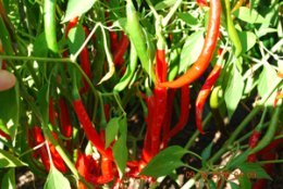 Hot Pepper Varieties—‘Long Thin Cayenne’