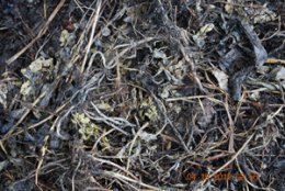 Spearmint Leaves and Runners in the Middle of a Hot Compost Pile, 24 Hours Later