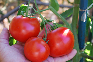 Growing Heirloom Tomatoes—'Carmello' in Hand