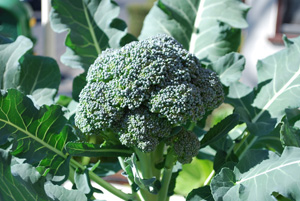 Growing Broccoli 2