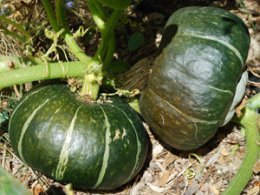 Harvesting Buttercup (Kabocha) Winter Squash:  The Squash on the Right is Ready to Harvest, the Squash on the Left is Still Growing