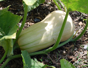 Harvesting Butternut Squash:  The Dark Green Stripes and Green stem Mean this Squash is Still Growing