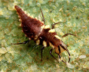 Green Lacewing Larva Devouring Whitefly Nymphs