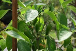 Hot Pepper Varieties—‘Early Jalapeno’