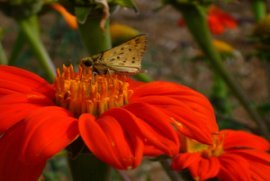 Butterfly on Mexican Sunflower (Tithonia)