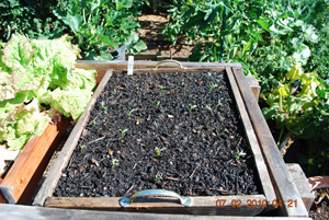 Starting Cilantro 'Slow Bolt' in a Salad Table 1